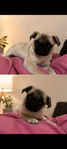 Vendo Pug 