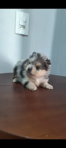 lulu da pomerania exótica