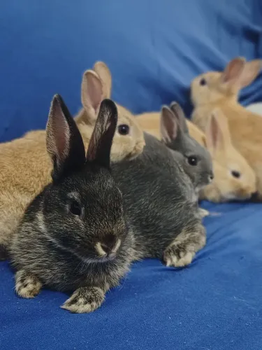 Vendo lindos filhotes de coelho anão