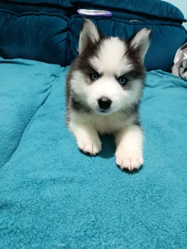 Husky Siberiano fêmea