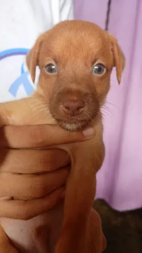 Vende se cachorrinho 