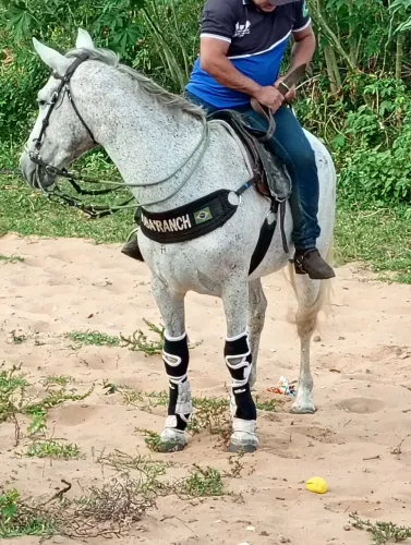 Égua esteira 