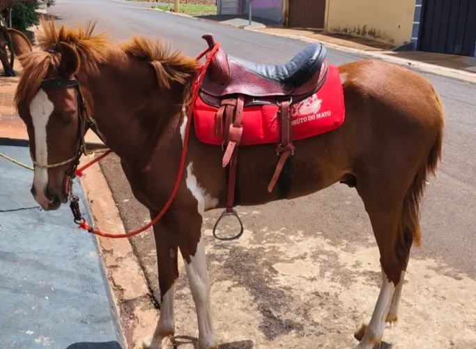 Cavalo
