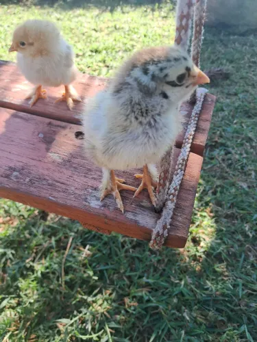 PINTINHOS BRAHMA 