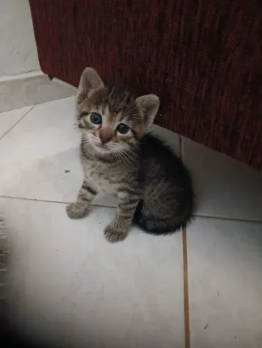 Gatinha dócil para adoção
