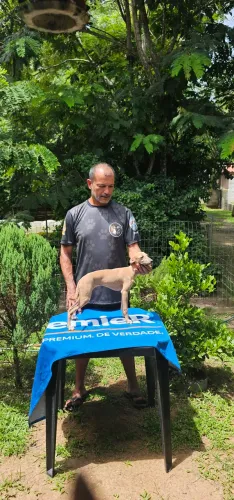 Galgo Italiano femea - Excelente linhagem