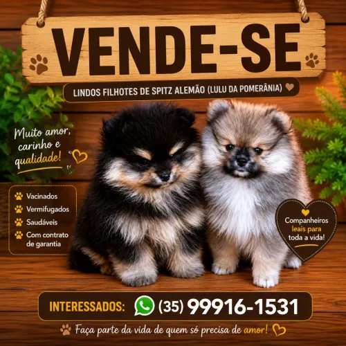 Vende-se Spits Alemão