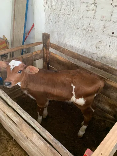 Bezerro a venda