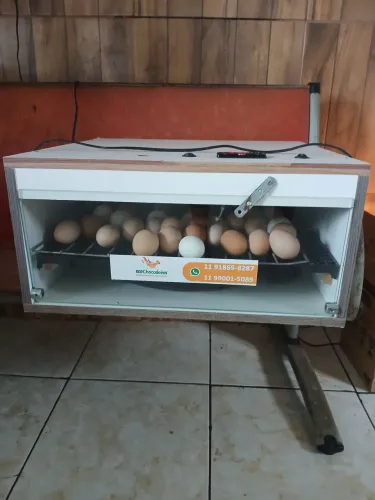 Chocadeira automática 