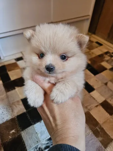 Spitz Alemão macho