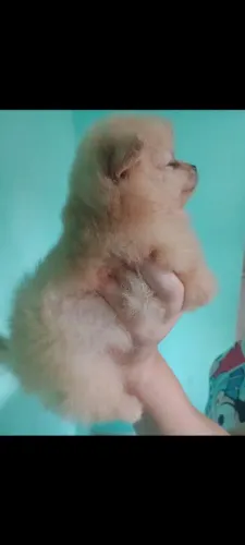 Lulu da Pomerânia 