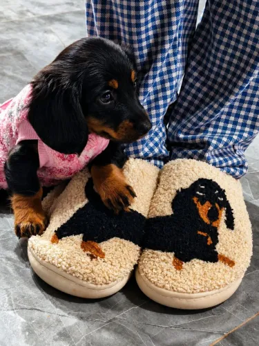 Filhote Dachshund basset Pelo Longo