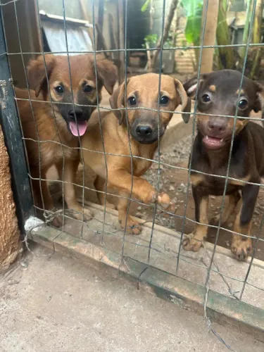 Cachorros filhotes