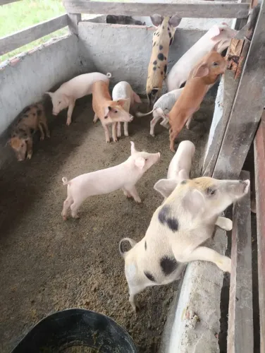 Vendo