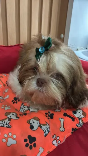 Shitzu macho
