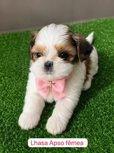 Filhotes de Lhasa Apso Que Merecem uma Família