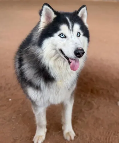 Doação de casal ( husky siberiano) leia a descrição
