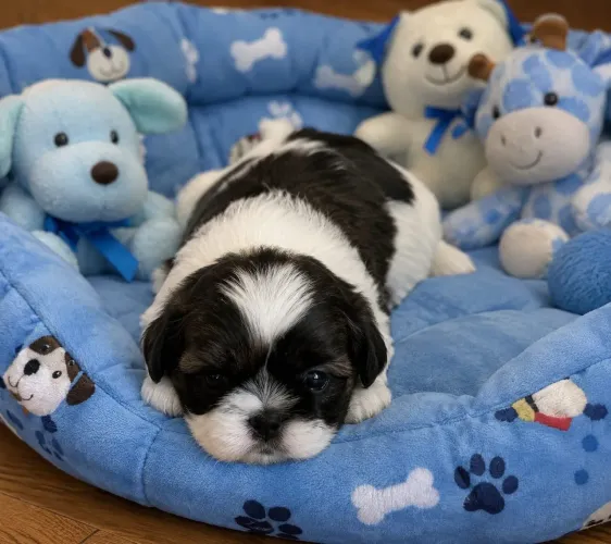 Título: Shih Tzu Macho com Pedigree Disponível