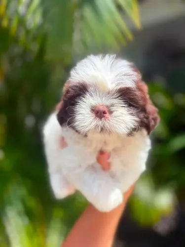 Promoção machinho de shihtzu PURO