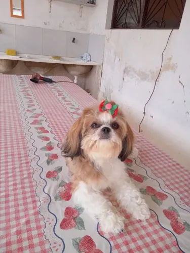 Shitzu fêmea um ano e quatro meses