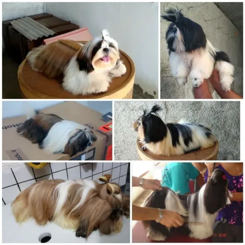 SHIHTZU CANIL 
