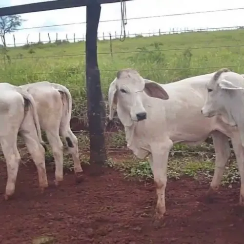 fazenda 52 alq mineiro com 350 animais