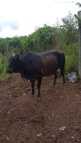 Vendo vaca girolada amojada 
