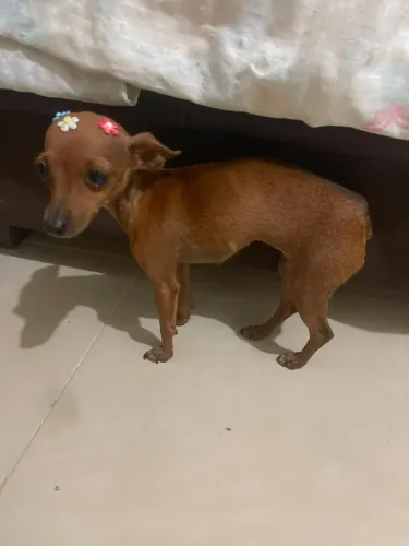 Pinscher zero fêmea