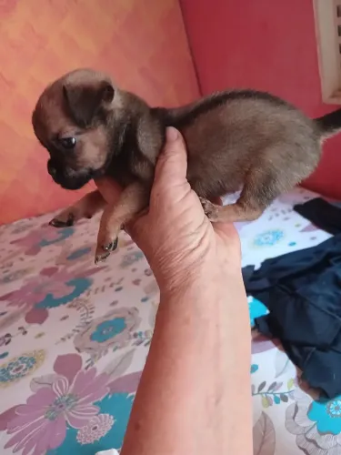 02 Cachorros machos para doação