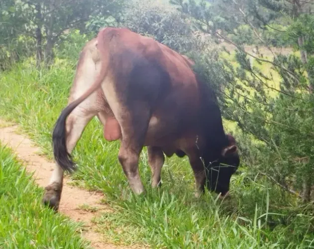 Touro Angus de 3 anos 