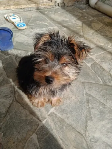 YORKSHIRE MINI