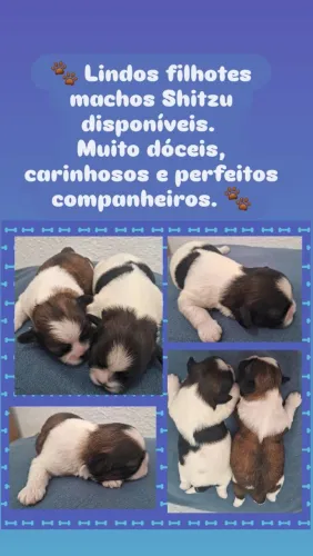 Cachorro Shih tzu