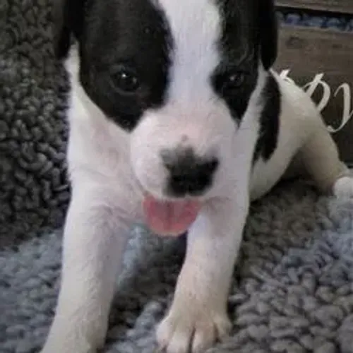 Jack Russell Terrier,Jack Russell Terrier Filhote Linda Linhagem Disponível