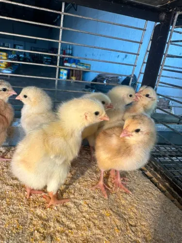 Pintinhos Charrua
