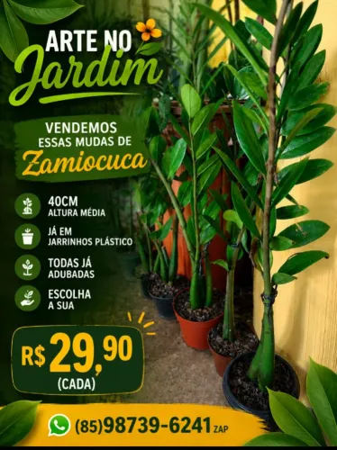 Plantas zamiocucas