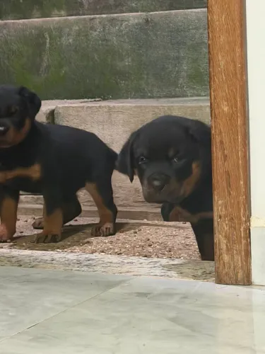 Filhotes de Rottwaler 