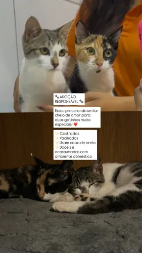 DOAÇÃO DUAS GATINHAS DÓCEIS