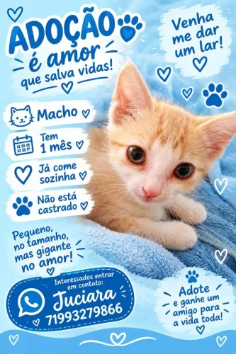 Gato filhote