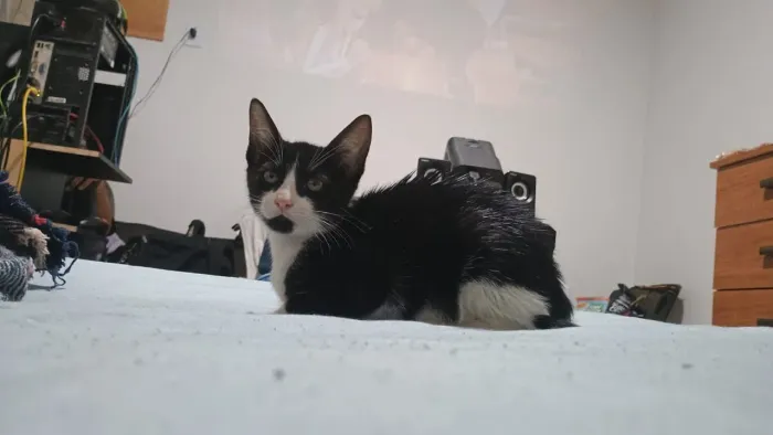 Doação de gato, Frajola 2 meses quase 3