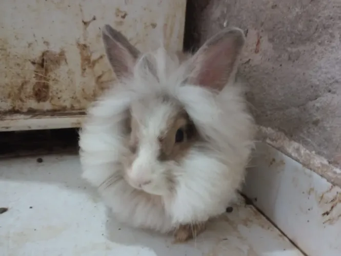 Vende -se Coelhos filhotes e adultos.