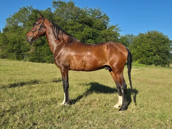 Garanhão Mangalarga Marchador Registrado