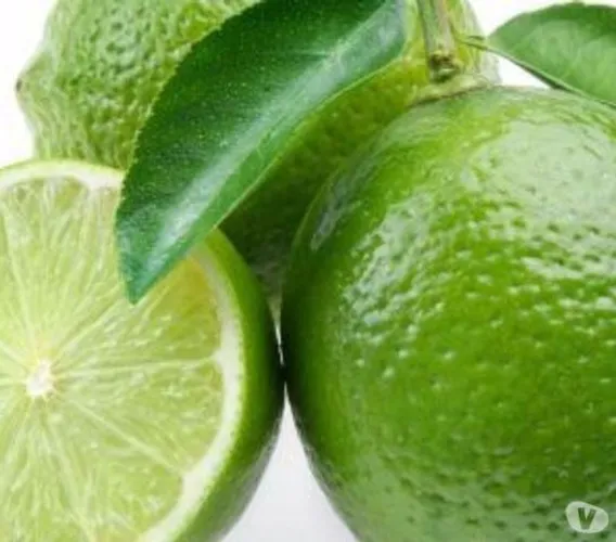 Muda de Limão Taiti - produz em 01 ano enxertada