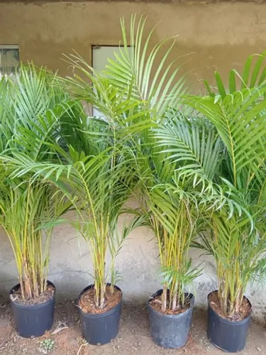 Areca bambu em Dona Euzébia MG 