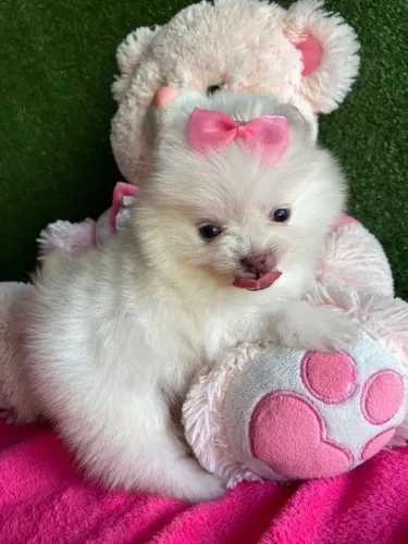 Lulu da pomerania anão fêmea