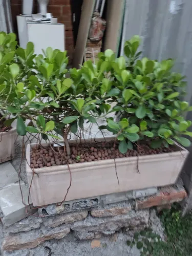Jardineira de cimento