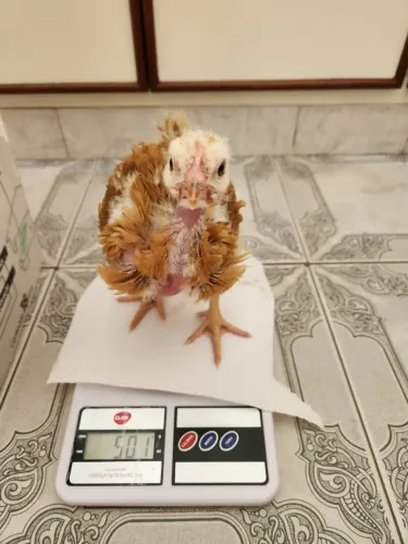 Pintinhos Label Rouge (Pescoço Pelado) com 21 dias