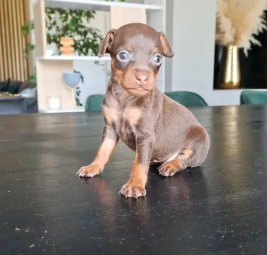 Pinscher miniatura - Exclusividade e garantia: Macho chocolate cor rara em loja física