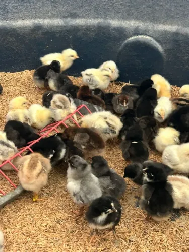 Pintinhos de Poedeiras GLC - ovos multicoloridos 