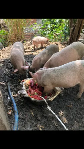 Porcos a venda