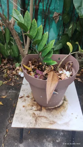 plantas ornamental para seu jardim 